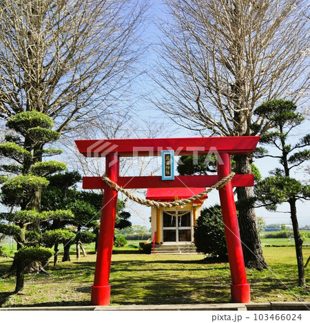 若宮神社　桜の咲く頃　中里　高尾野町　出水市　鹿児島県 103466024