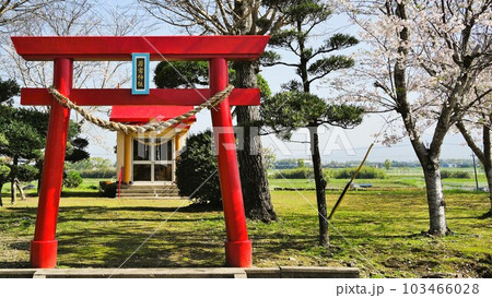 若宮神社 桜の咲く頃 中里 高尾野町 出水市 鹿児島県 若宮神社 桜の咲く頃 中里 高尾野町 出水市 鹿児島県 103466028