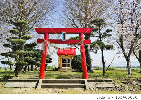 若宮神社 桜の咲く頃 中里 高尾野町 出水市 鹿児島県 若宮神社 桜の咲く頃 中里 高尾野町 出水市 鹿児島県 103466030