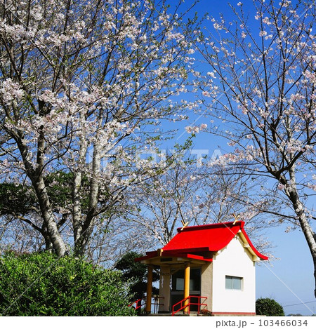 若宮神社 桜の咲く頃 中里 高尾野町 出水市 鹿児島県 若宮神社 桜の咲く頃 中里 高尾野町 出水市 鹿児島県 103466034