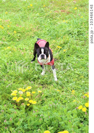 タンポポが咲く野原で見つめる赤いボーダーシャツのボストンテリア♡マイティくん タンポポが咲く野原で見つめる赤いボーダーシャツのボストンテリア♡マイティくん 103466148