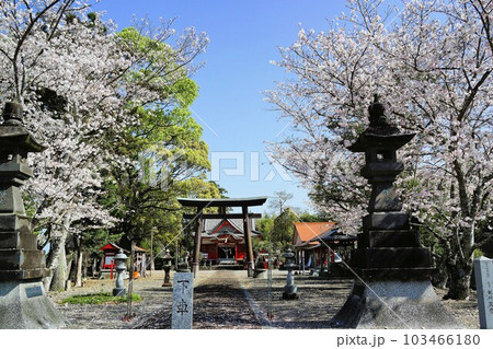 紫尾神社 桜の咲く頃 高尾野町 出水市 鹿児島県 紫尾神社 桜の咲く頃 高尾野町 出水市 鹿児島県 103466180