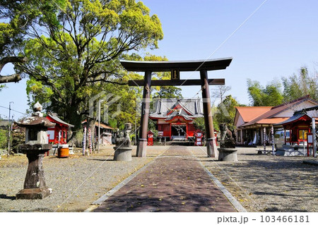 紫尾神社 桜の咲く頃 高尾野町 出水市 鹿児島県 紫尾神社 桜の咲く頃 高尾野町 出水市 鹿児島県 103466181