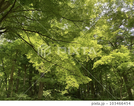 若葉の風薫る初夏の公園 若葉の風薫る初夏の公園 103466454