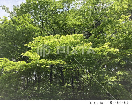 若葉の風薫る初夏の公園 若葉の風薫る初夏の公園 103466467