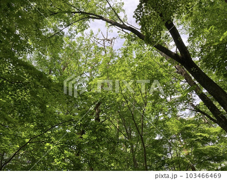 若葉の風薫る初夏の公園 103466469