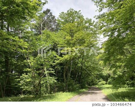 若葉の風薫る初夏の公園 若葉の風薫る初夏の公園 103466474