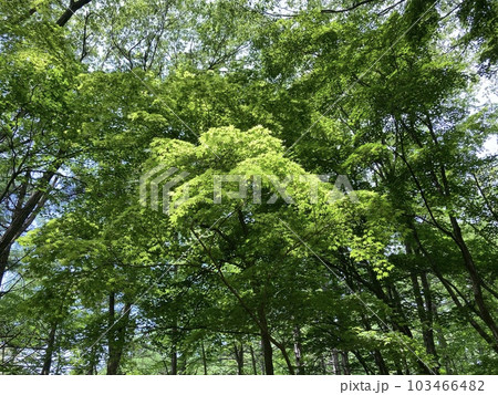 若葉の風薫る初夏の公園 若葉の風薫る初夏の公園 103466482