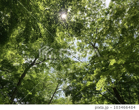 若葉の風薫る初夏の公園 103466484