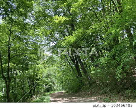 若葉の風薫る初夏の公園 若葉の風薫る初夏の公園 103466488