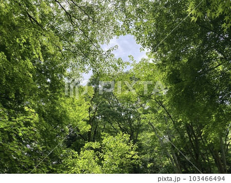 若葉の風薫る初夏の公園 若葉の風薫る初夏の公園 103466494