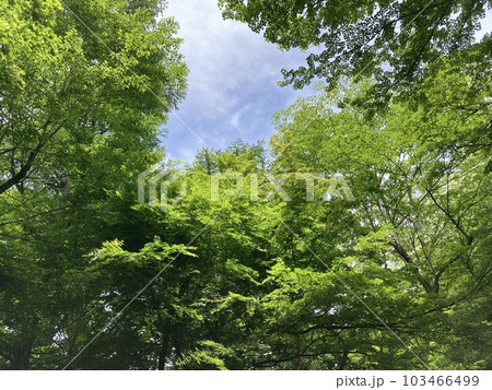 若葉の風薫る初夏の公園 若葉の風薫る初夏の公園 103466499