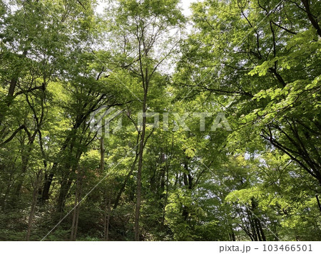 若葉の風薫る初夏の公園 若葉の風薫る初夏の公園 103466501