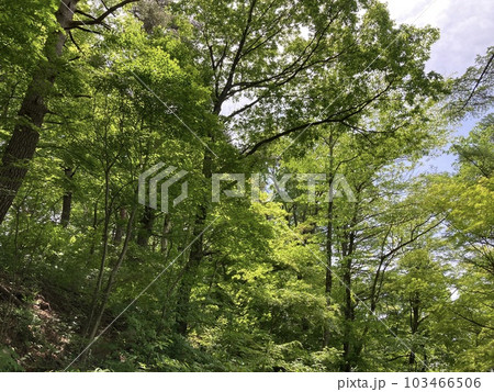若葉の風薫る初夏の公園 若葉の風薫る初夏の公園 103466506