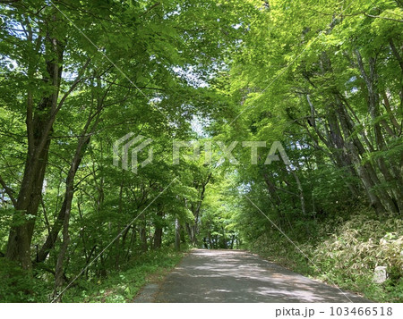 若葉の風薫る初夏の公園 若葉の風薫る初夏の公園 103466518
