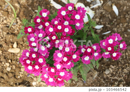 春の庭に咲くバーベナ（美女桜）の花 103466542