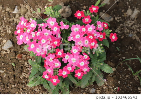 春の庭に咲くバーベナ(美女桜)の花 春の庭に咲くバーベナ(美女桜)の花 103466543