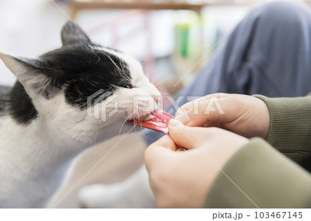 スティックタイプのおやつを夢中で食べる猫 スティックタイプのおやつを夢中で食べる猫 103467145