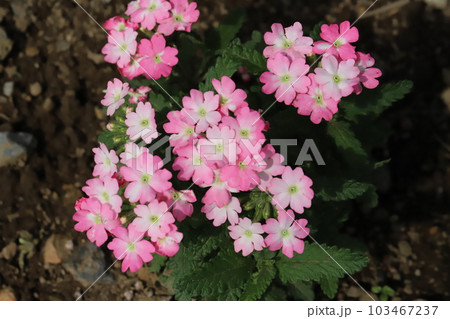 春の庭に咲くバーベナ(美女桜)の花 春の庭に咲くバーベナ(美女桜)の花 103467237