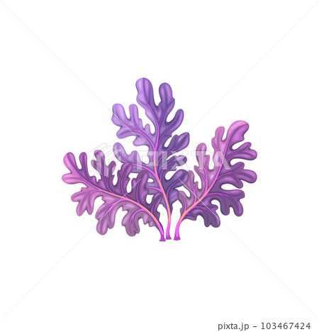 Cartoon underwater carrageenan moss seaweed plant. Aquarium and sea algae. Aquarium marine plant, tropical sea aquatic flora or ocean underwater deep weed, coral reef isolated vector undersea algae 103467424