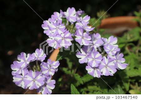 おしゃれなスーパーベナの花びら 103467540