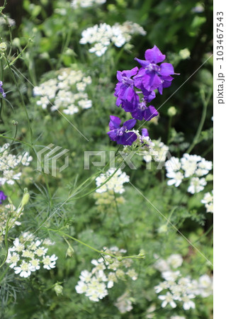 庭に咲くオルレアとチドリソウ 庭に咲くオルレアとチドリソウ 103467543