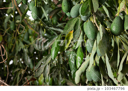 Green avocados hanging on leafy tree Green avocados hanging on leafy tree 103467796