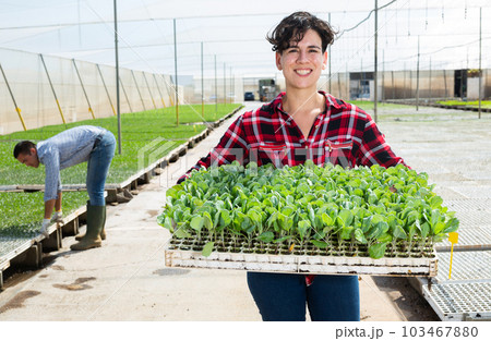Woman farmer holding trays for seedling in glasshouse 103467880