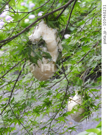 水面上の木の枝に産み付けられた「モリアオガエル」の卵泡 水面上の木の枝に産み付けられた「モリアオガエル」の卵泡 103468231