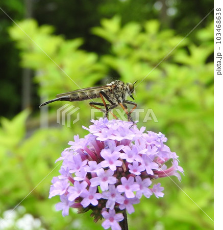 「ヤナギハナガサ」の花の上で休む「マガリケムシヒキ（♀）」 103468638