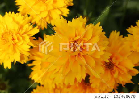 春の野原に咲くオレンジ色の八重咲きオオキンケイギクの花 春の野原に咲くオレンジ色の八重咲きオオキンケイギクの花 103468679