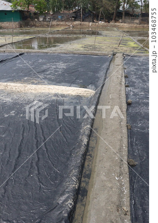 raw salt farm on plot with polythene bed raw salt farm on plot with polythene bed 103468755