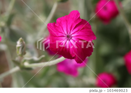 春の庭に咲くスイセンノウ(酔仙翁)のピンク色の花 春の庭に咲くスイセンノウ(酔仙翁)のピンク色の花 103469023