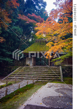 京都　法然院　秋 103469071