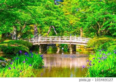 新緑の兼六園と花見橋 新緑の兼六園と花見橋 103469127