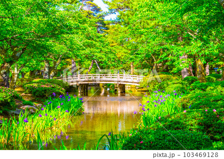 新緑の兼六園と花見橋 103469128