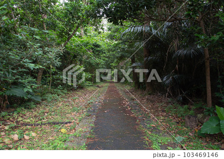 木々に囲まれた直線の一本道 103469146