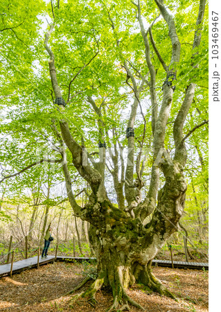 中島台・獅子ヶ鼻湿原の春 あがりこ大王 森の巨人 ブナの巨樹 中島台・獅子ヶ鼻湿原の春 あがりこ大王 森の巨人 ブナの巨樹 103469467