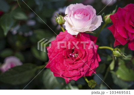 大阪ステーションシティ 風に広場に咲く薔薇の花 大阪ステーションシティ 風に広場に咲く薔薇の花 103469581
