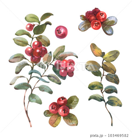 Watercolor illustration of Cranberry, isolated on white background. Red Lingonberry with green leaves. Botanical hand painted illustration of forest plant. 103469582