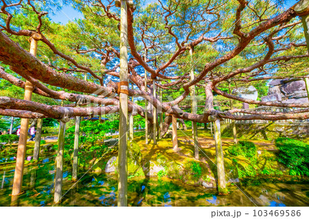 兼六園の手向けの松 103469586