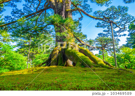 兼六園の根上松 兼六園の根上松 103469589