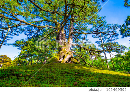 兼六園の根上松 103469593