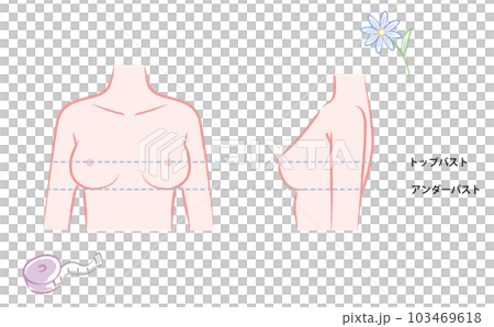 bust cup size front - Stock Illustration [102698018] - PIXTA