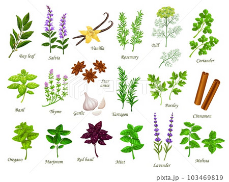 Cartoon cooking herbs and spices. Bay leaf, salvia, vanilla and rosemary, dill, coriander, basil and thyme, garlic, star anise and tarragon, parsley, cinnamon, oregano and marjoram, mint and lavender Cartoon cooking herbs and spices. Bay leaf, salvia, vanilla and rosemary, dill, coriander, basil and thyme, garlic, star anise and tarragon, parsley, cinnamon, oregano and marjoram, mint and lavender 103469819