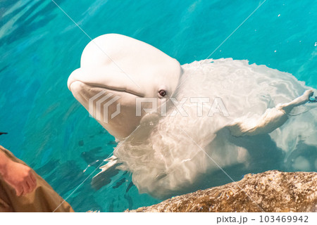 海 海事 海軍 103469942