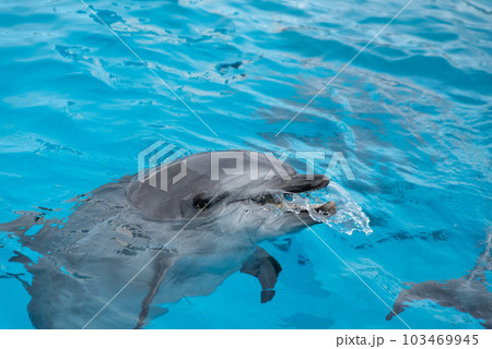 イルカ いるか 海豚 103469945