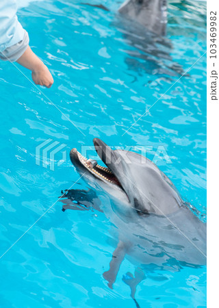 イルカ いるか 海豚 103469982