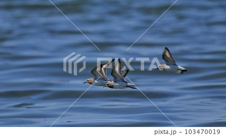 鳥類 家禽 野鶏 103470019