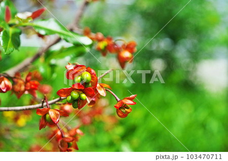 緑色のミッキーマウスノキの実（春、四月） 103470711